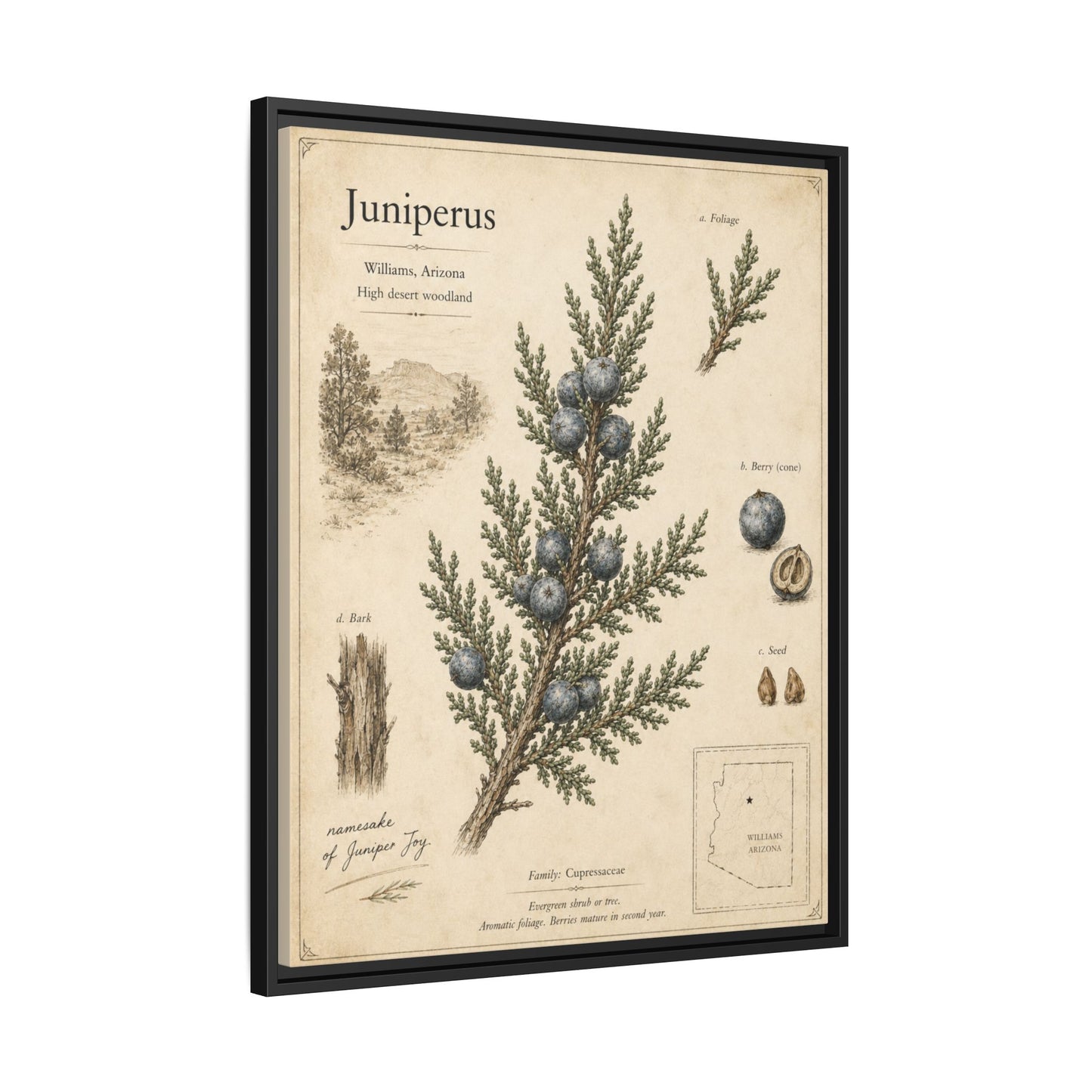 Juniperus Botanical Print — Framed Matte Canvas Wall Art