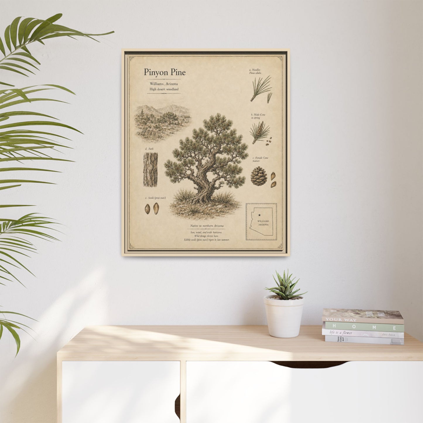 Pinyon Pine Botanical Print - Framed Matte Canvas Wall Art