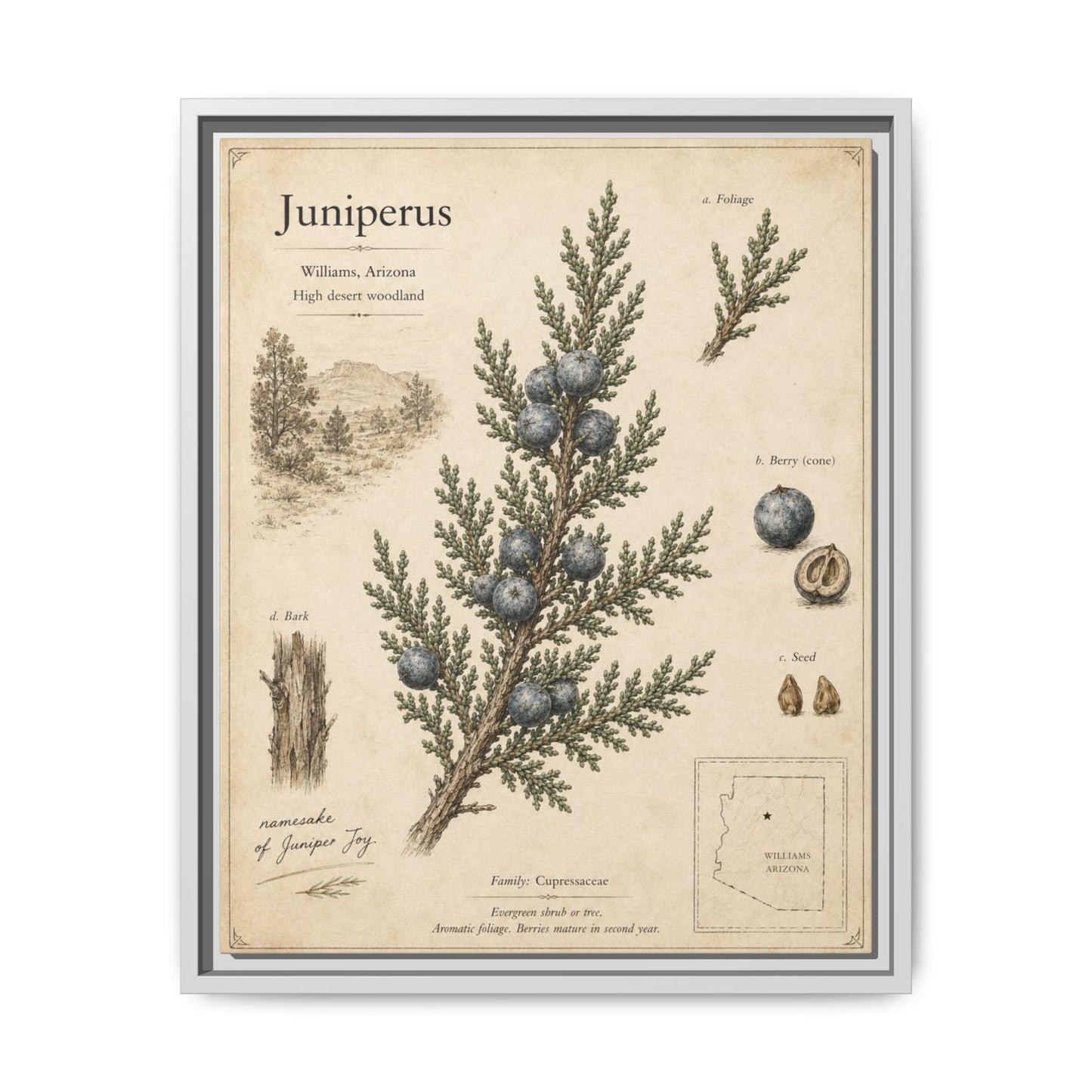 Juniperus Botanical Print — Framed Matte Canvas Wall Art