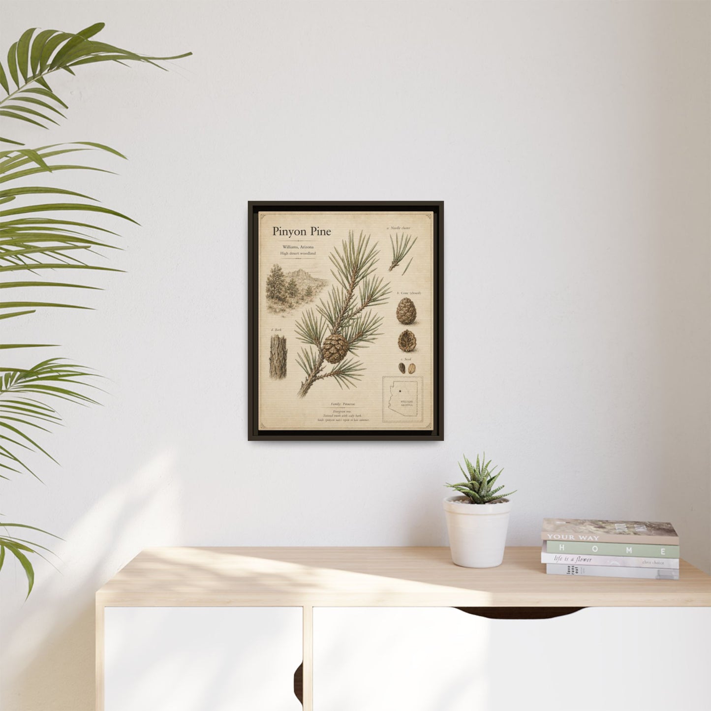 Pinyon Pine Botanical Print — Framed Matte Canvas Wall Art