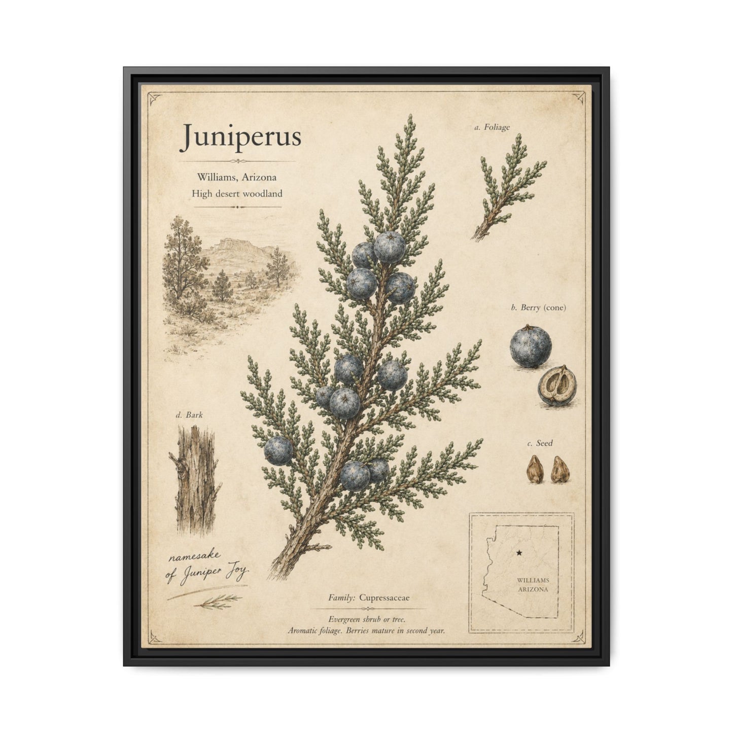 Juniperus Botanical Print — Framed Matte Canvas Wall Art