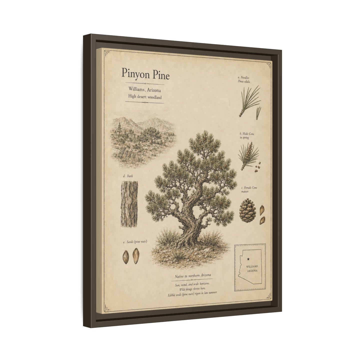 Pinyon Pine Botanical Print - Framed Matte Canvas Wall Art