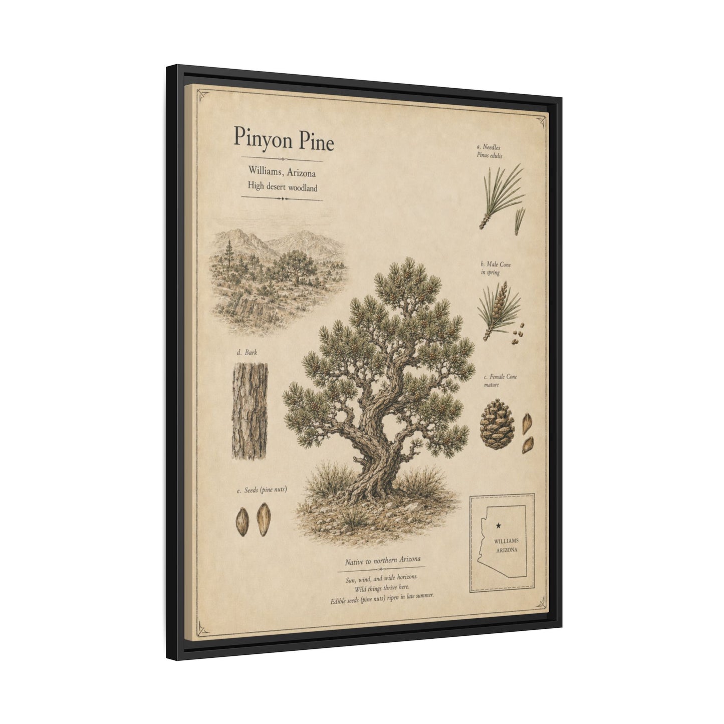 Pinyon Pine Botanical Print - Framed Matte Canvas Wall Art