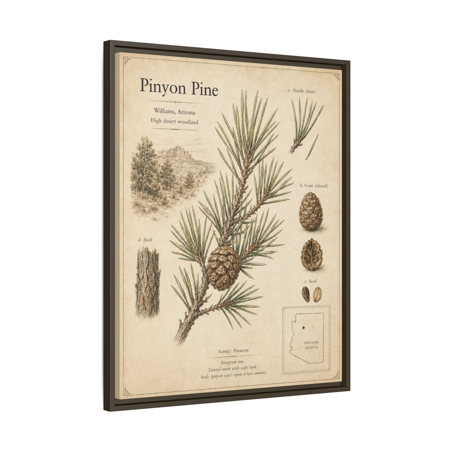 Pinyon Pine Botanical Print — Framed Matte Canvas Wall Art