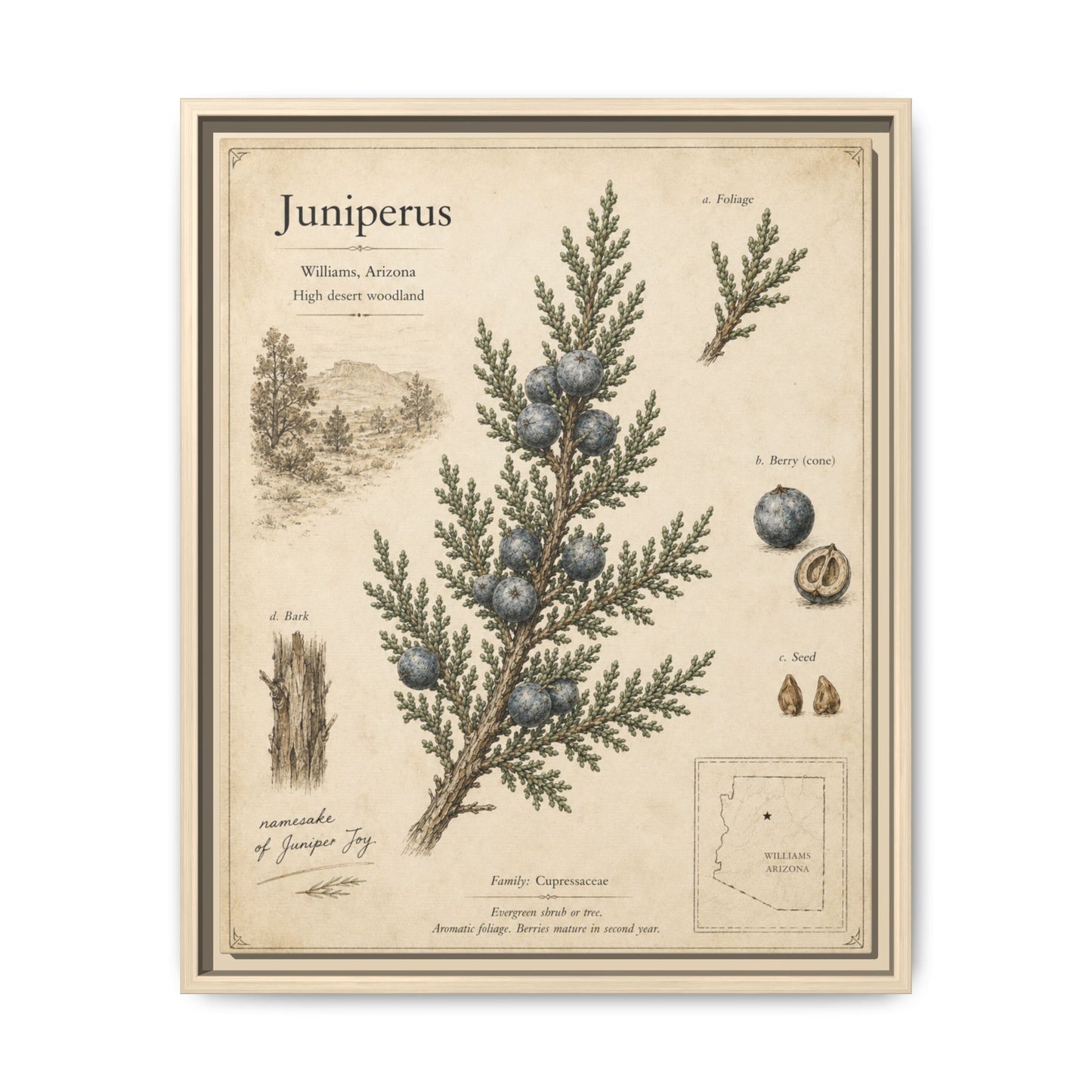 Juniperus Botanical Print — Framed Matte Canvas Wall Art