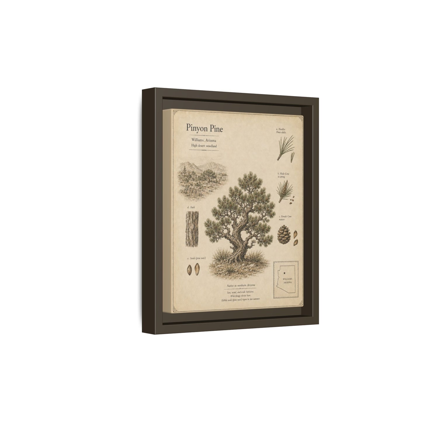Pinyon Pine Botanical Print - Framed Matte Canvas Wall Art