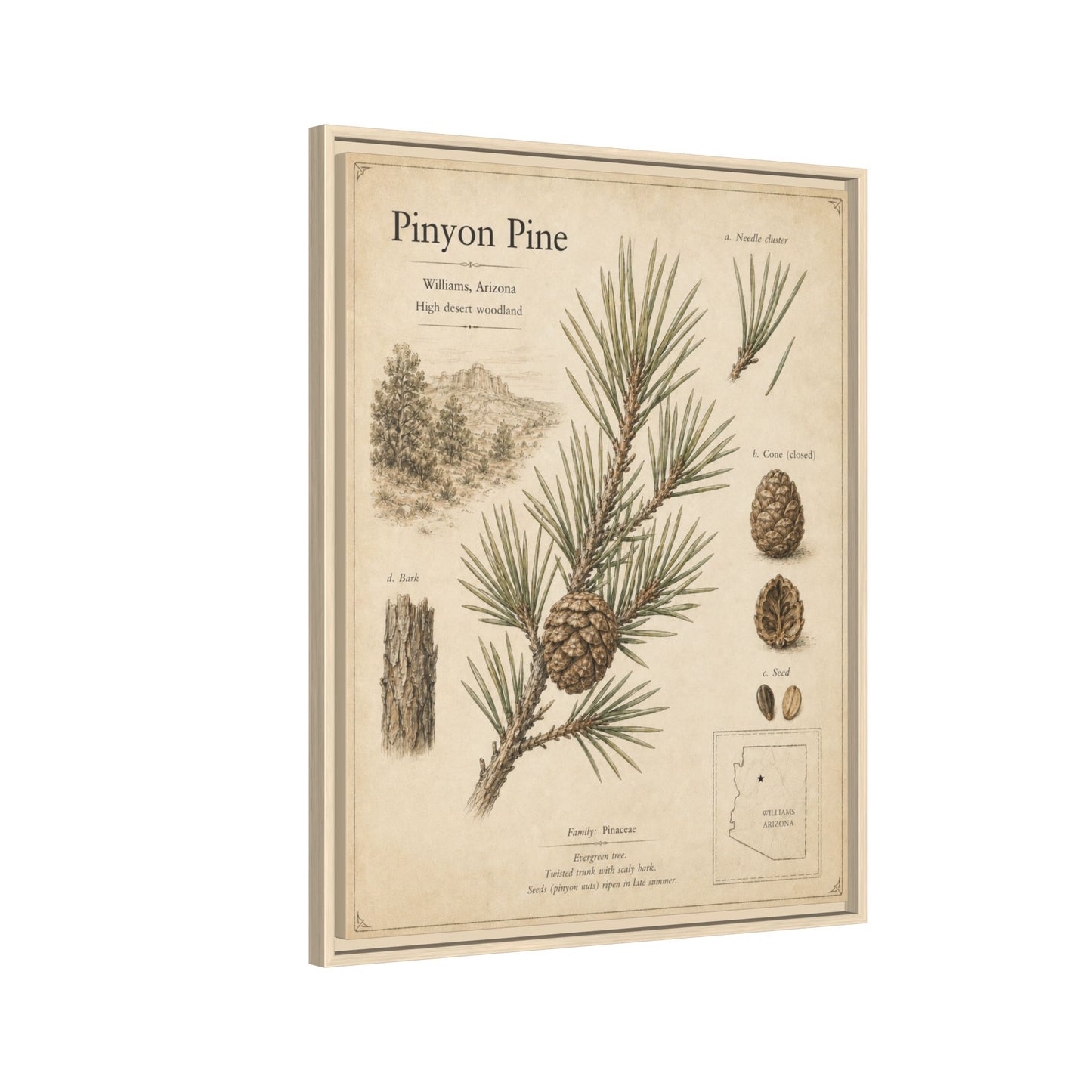 Pinyon Pine Botanical Print — Framed Matte Canvas Wall Art