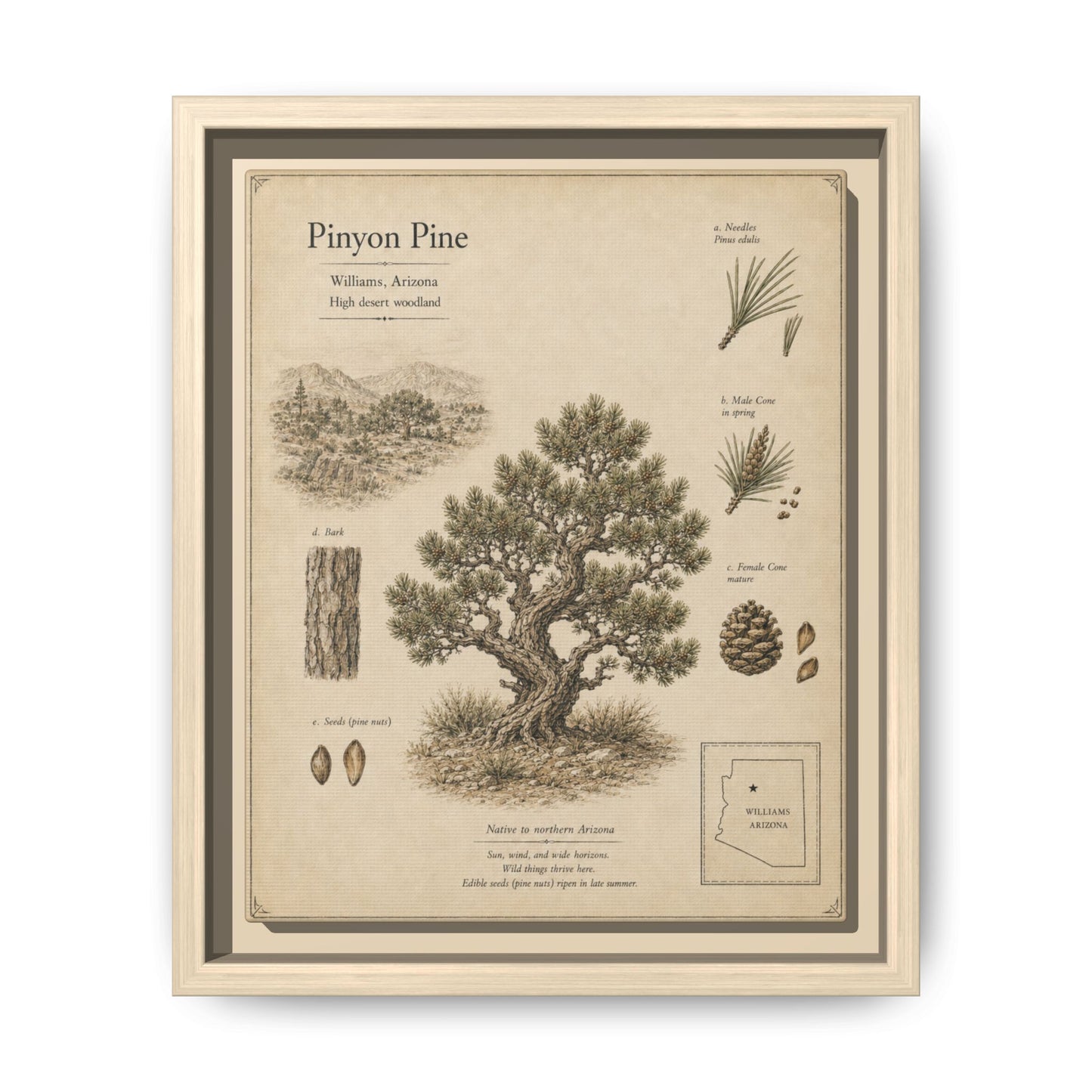 Pinyon Pine Botanical Print - Framed Matte Canvas Wall Art