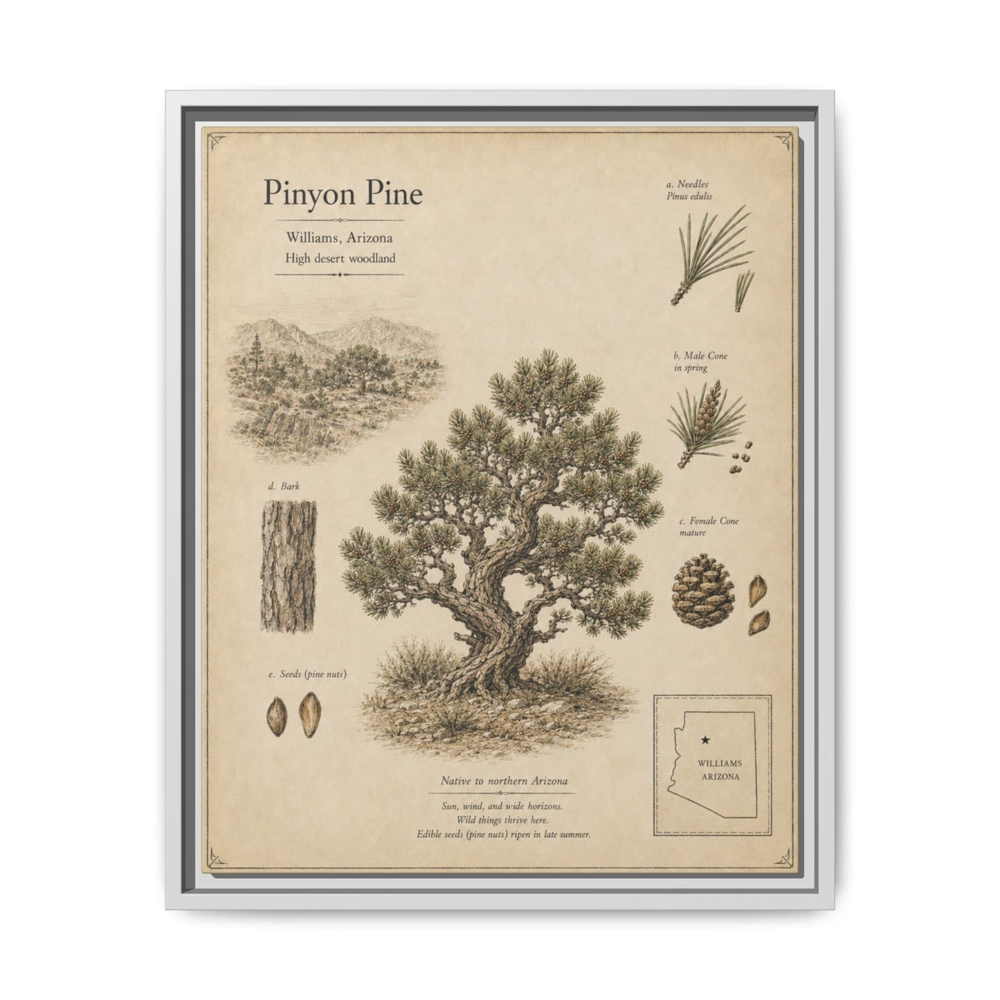 Pinyon Pine Botanical Print - Framed Matte Canvas Wall Art
