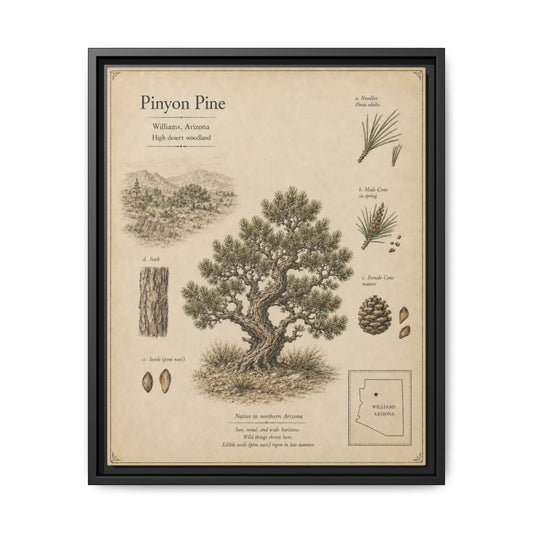 Pinyon Pine Botanical Print - Framed Matte Canvas Wall Art