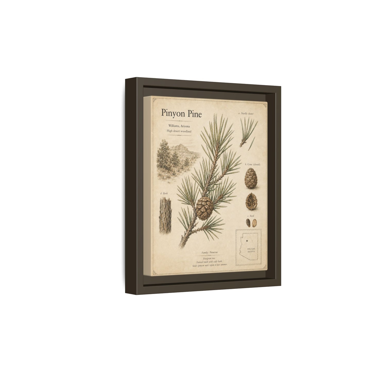 Pinyon Pine Botanical Print — Framed Matte Canvas Wall Art