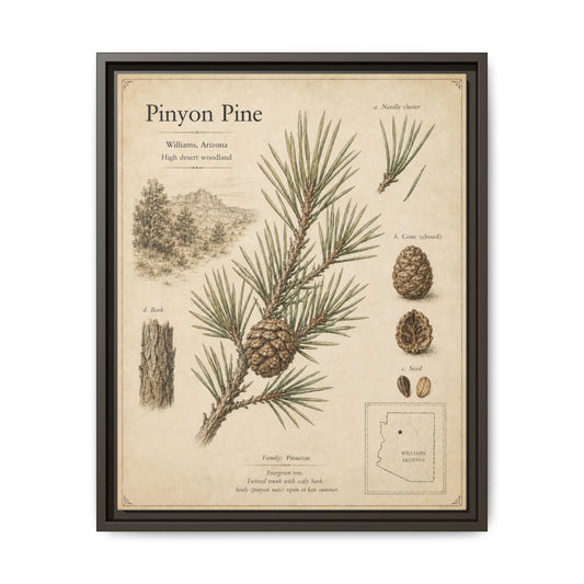 Pinyon Pine Botanical Print — Framed Matte Canvas Wall Art