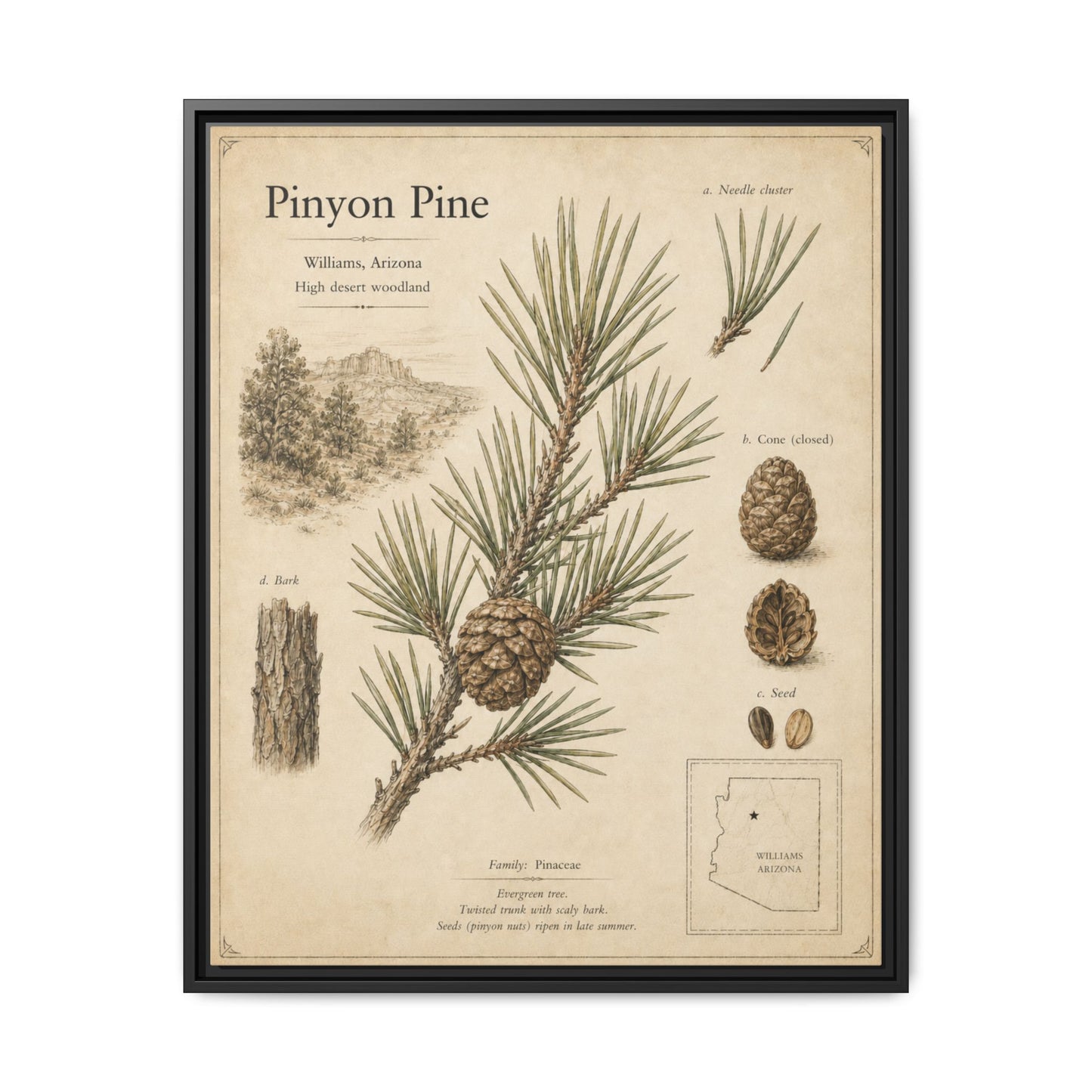 Pinyon Pine Botanical Print — Framed Matte Canvas Wall Art