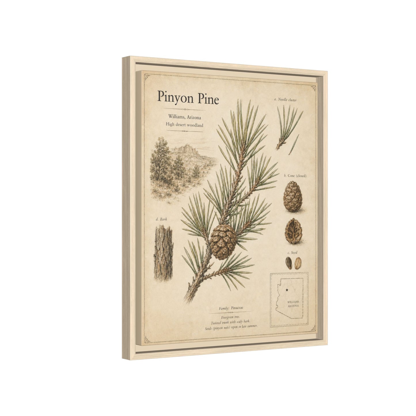 Pinyon Pine Botanical Print — Framed Matte Canvas Wall Art