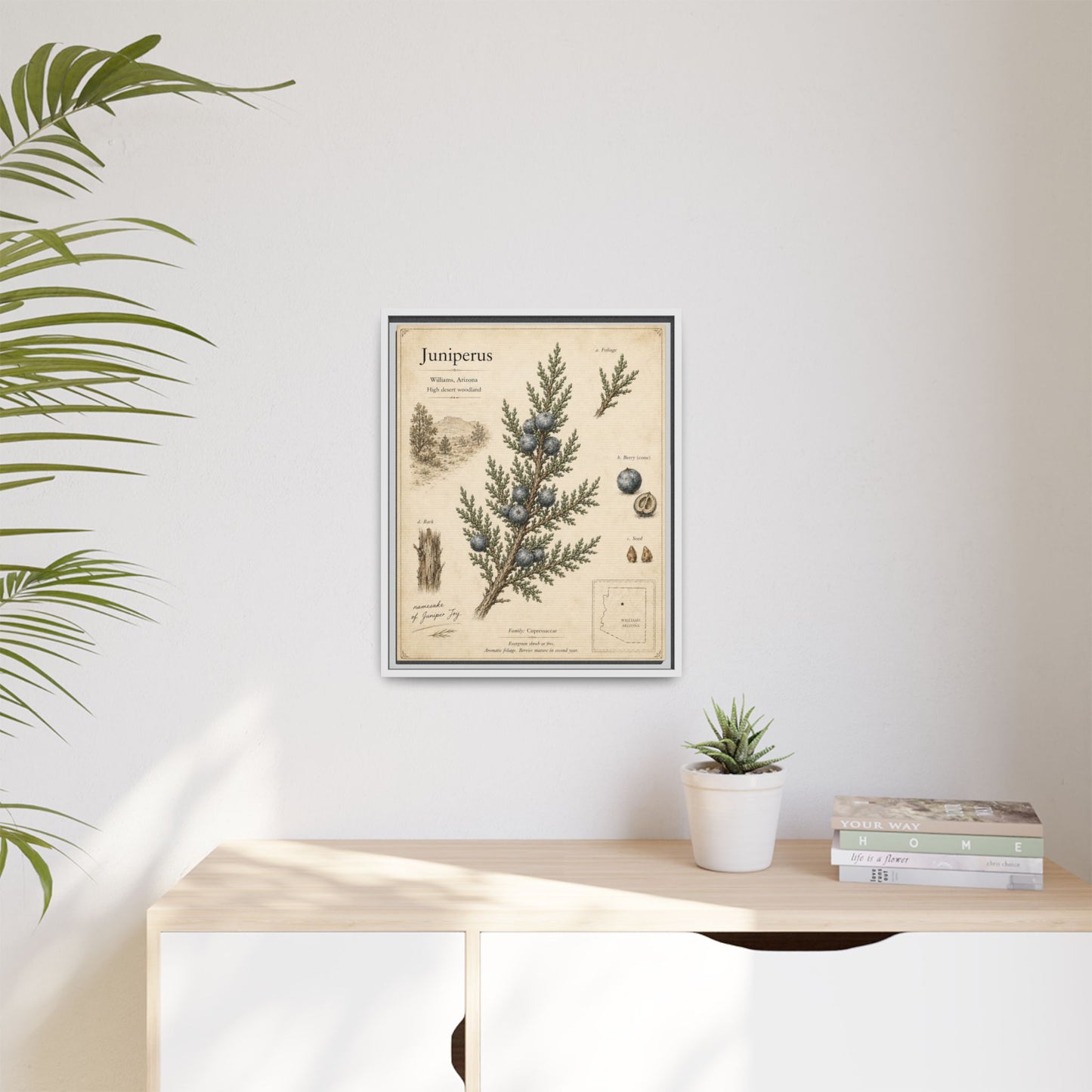 Juniperus Botanical Print — Framed Matte Canvas Wall Art