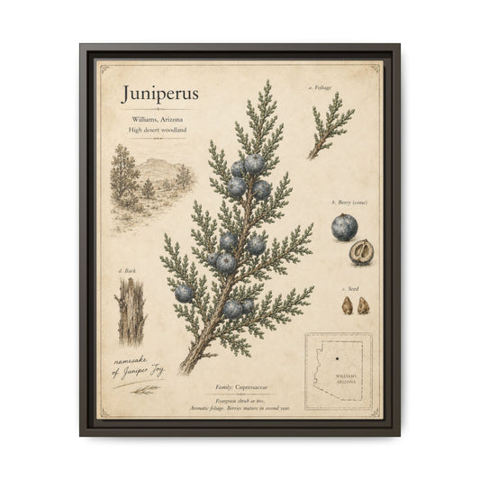 Juniperus Botanical Print — Framed Matte Canvas Wall Art