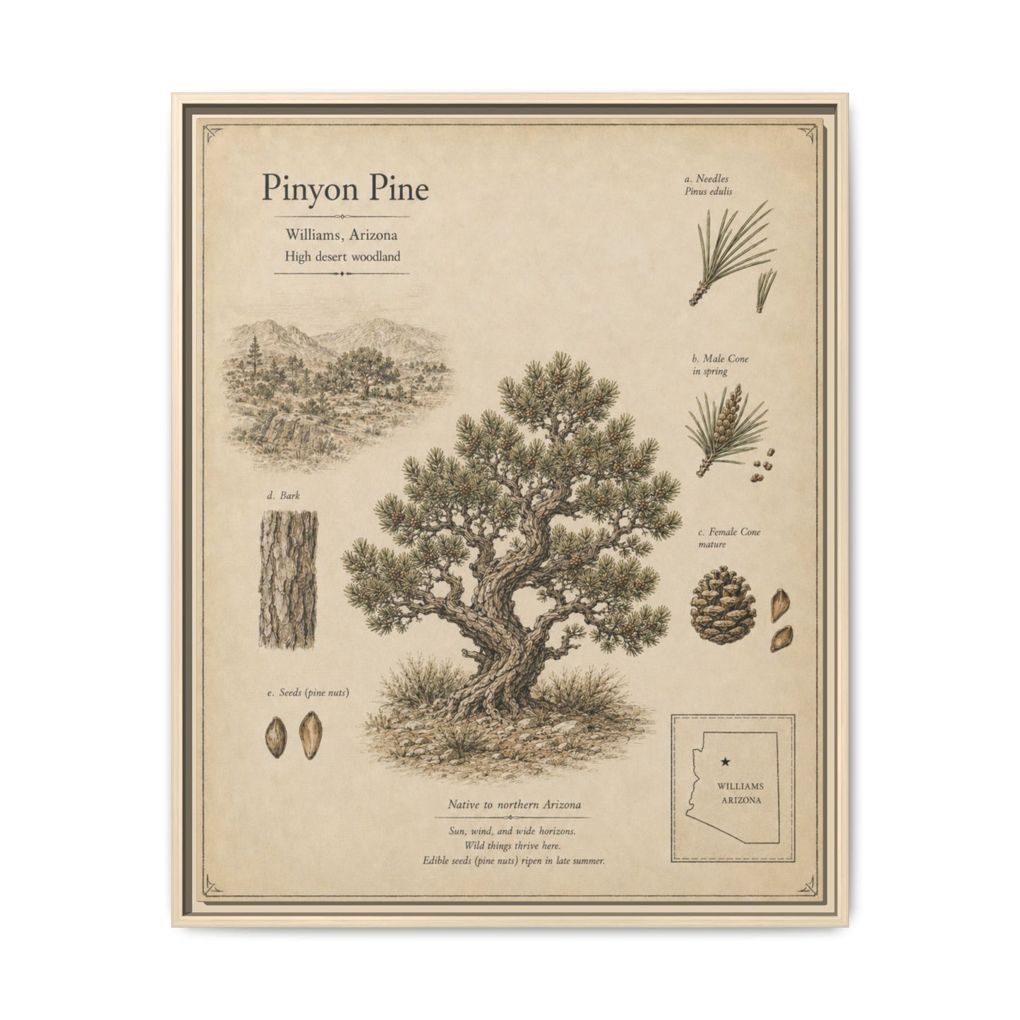 Pinyon Pine Botanical Print - Framed Matte Canvas Wall Art