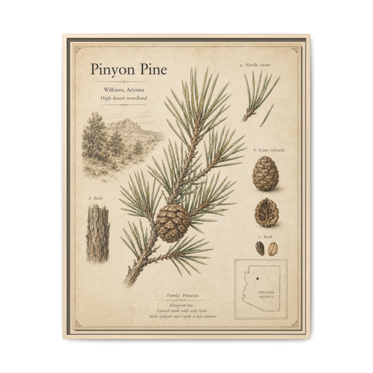 Pinyon Pine Botanical Print — Framed Matte Canvas Wall Art
