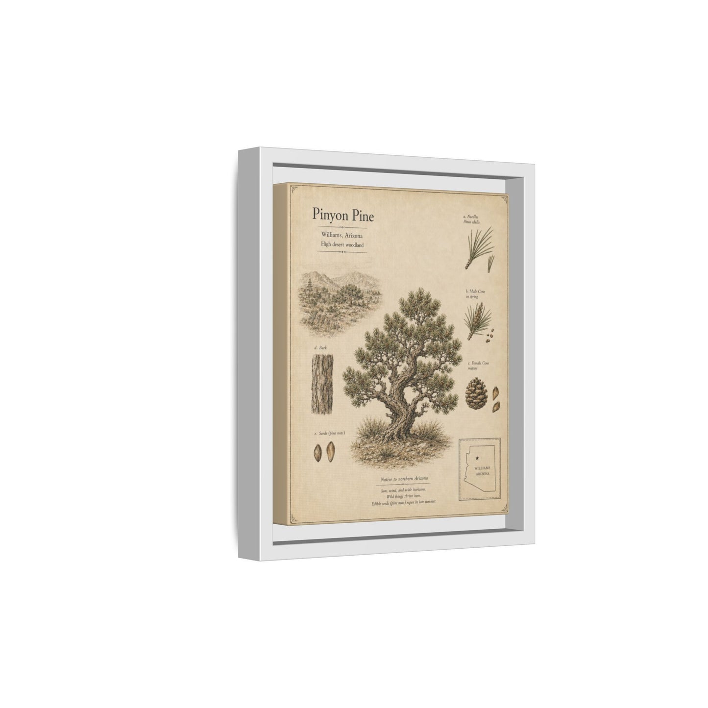 Pinyon Pine Botanical Print - Framed Matte Canvas Wall Art