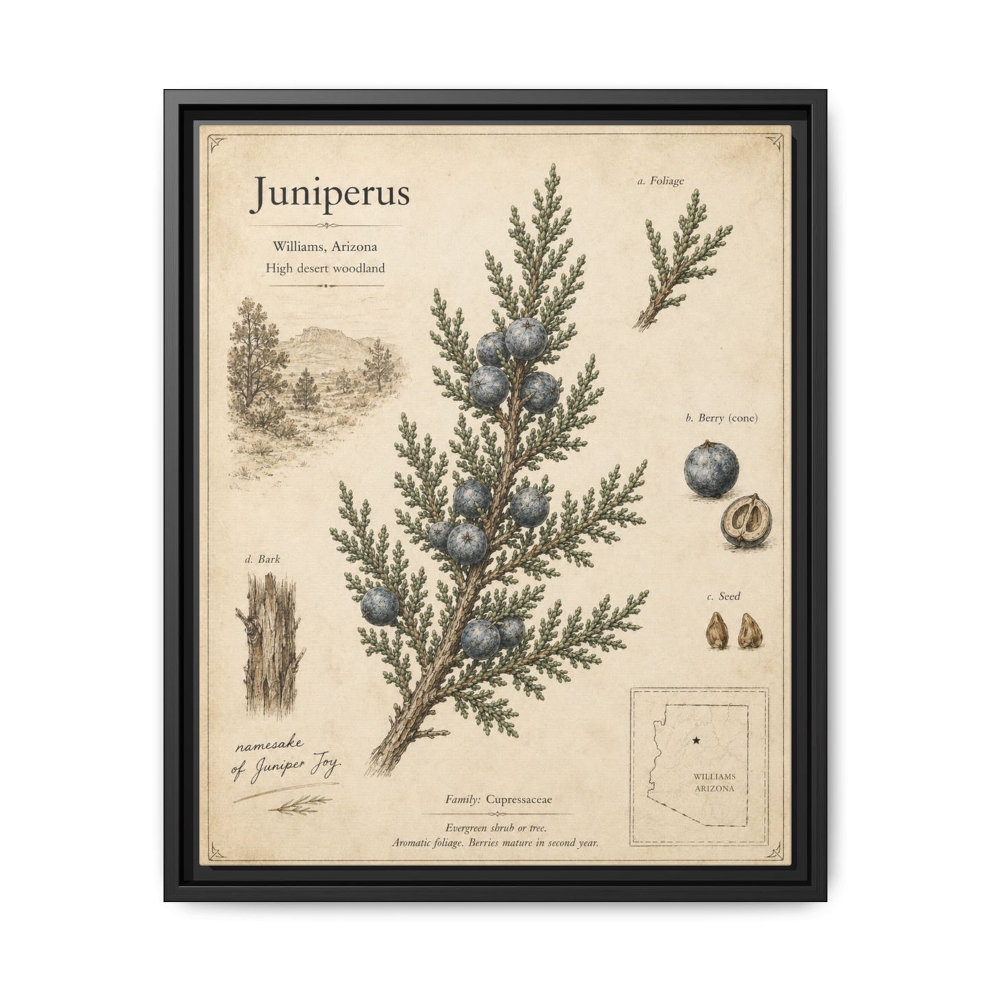Juniperus Botanical Print — Framed Matte Canvas Wall Art