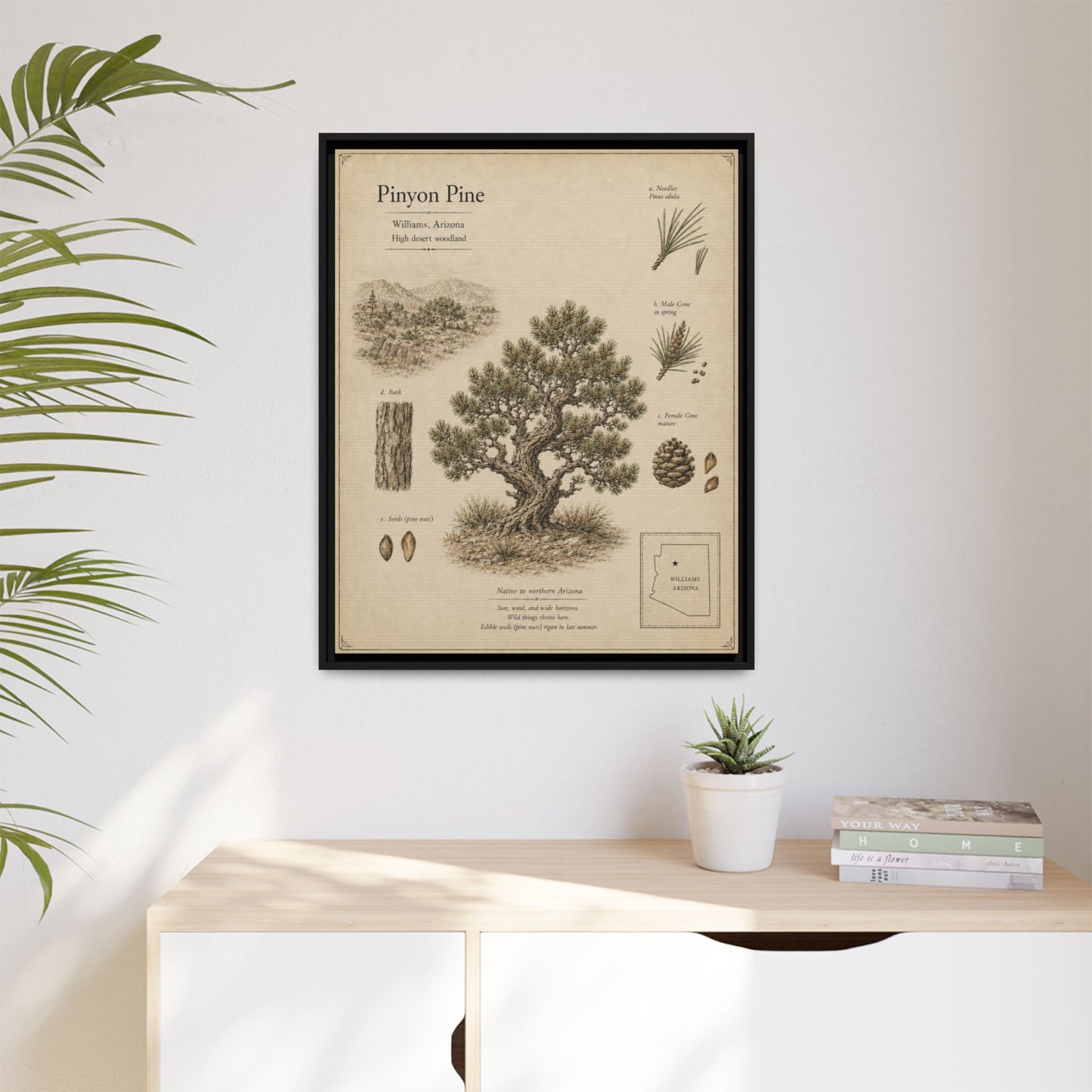 Pinyon Pine Botanical Print - Framed Matte Canvas Wall Art
