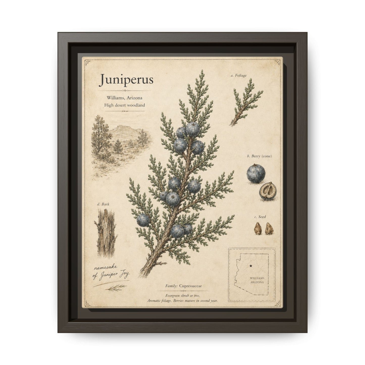 Juniperus Botanical Print — Framed Matte Canvas Wall Art