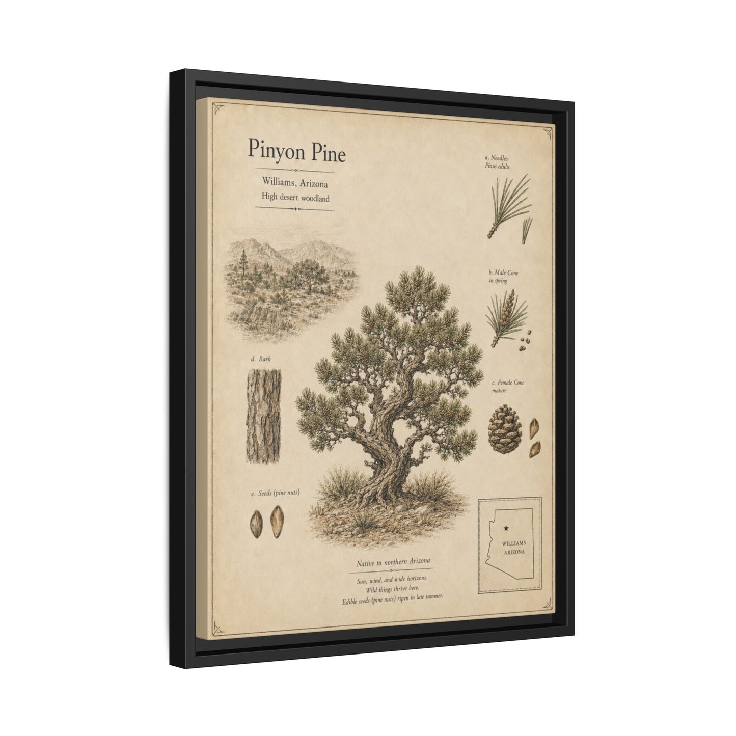 Pinyon Pine Botanical Print - Framed Matte Canvas Wall Art