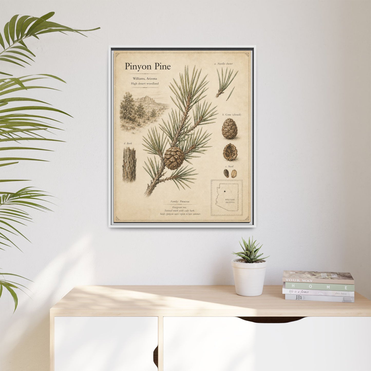 Pinyon Pine Botanical Print — Framed Matte Canvas Wall Art