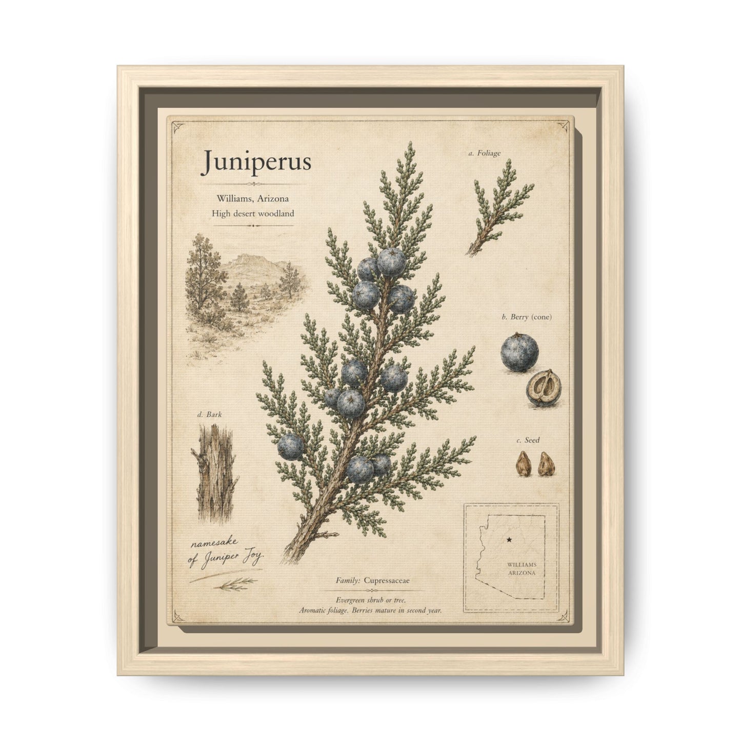 Juniperus Botanical Print — Framed Matte Canvas Wall Art