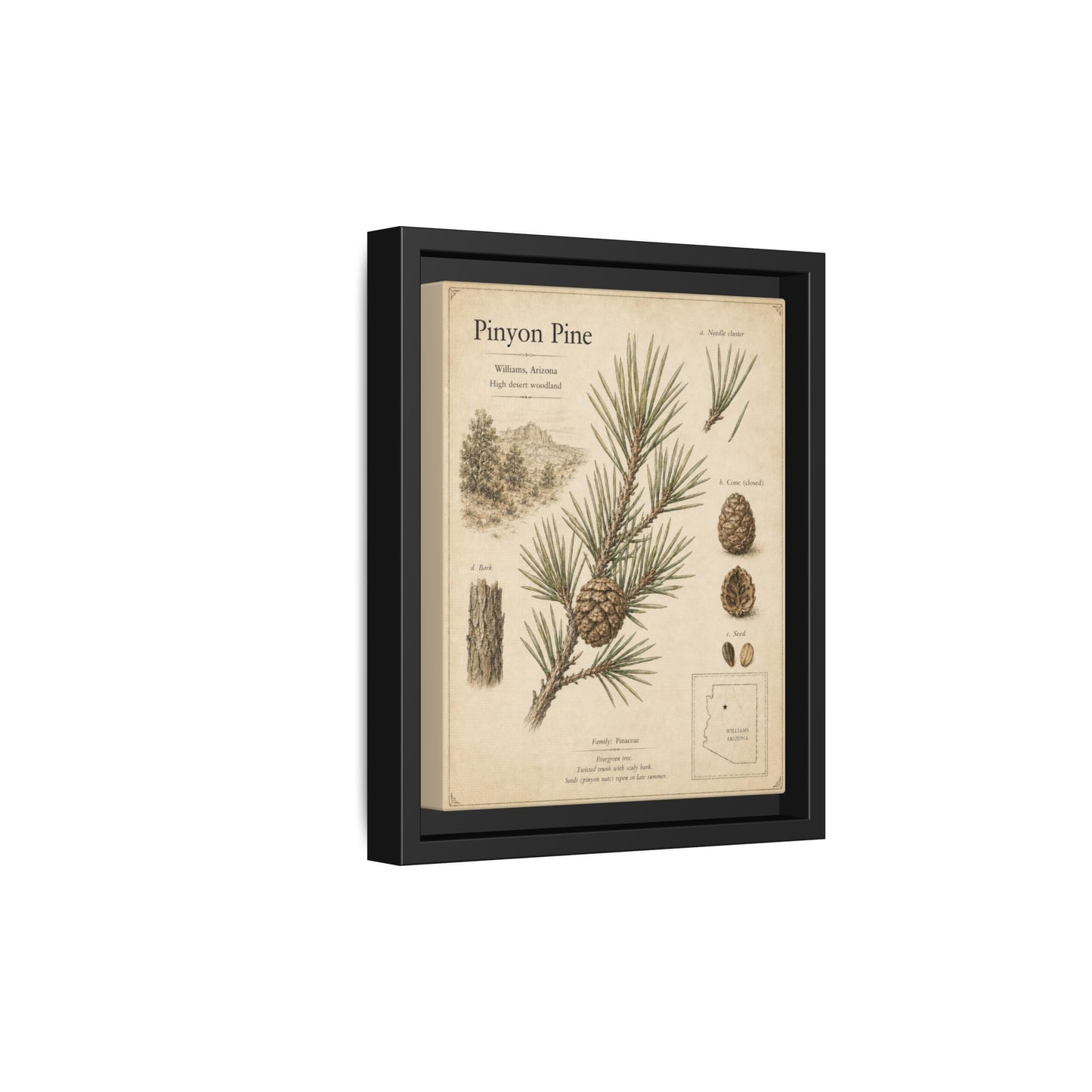 Pinyon Pine Botanical Print — Framed Matte Canvas Wall Art