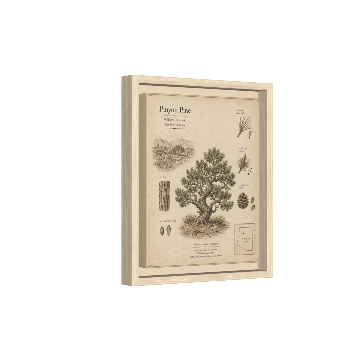 Pinyon Pine Botanical Print - Framed Matte Canvas Wall Art