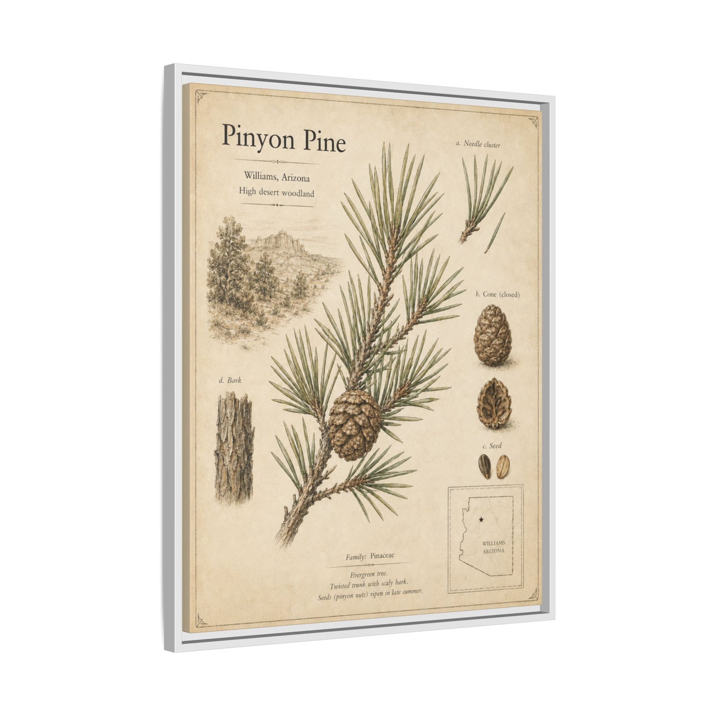 Pinyon Pine Botanical Print — Framed Matte Canvas Wall Art