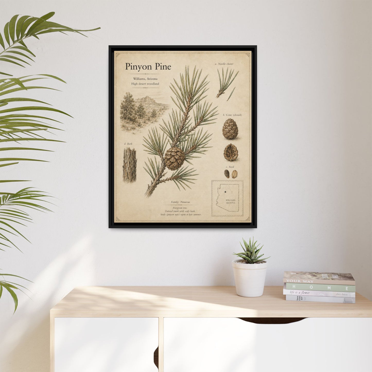Pinyon Pine Botanical Print — Framed Matte Canvas Wall Art