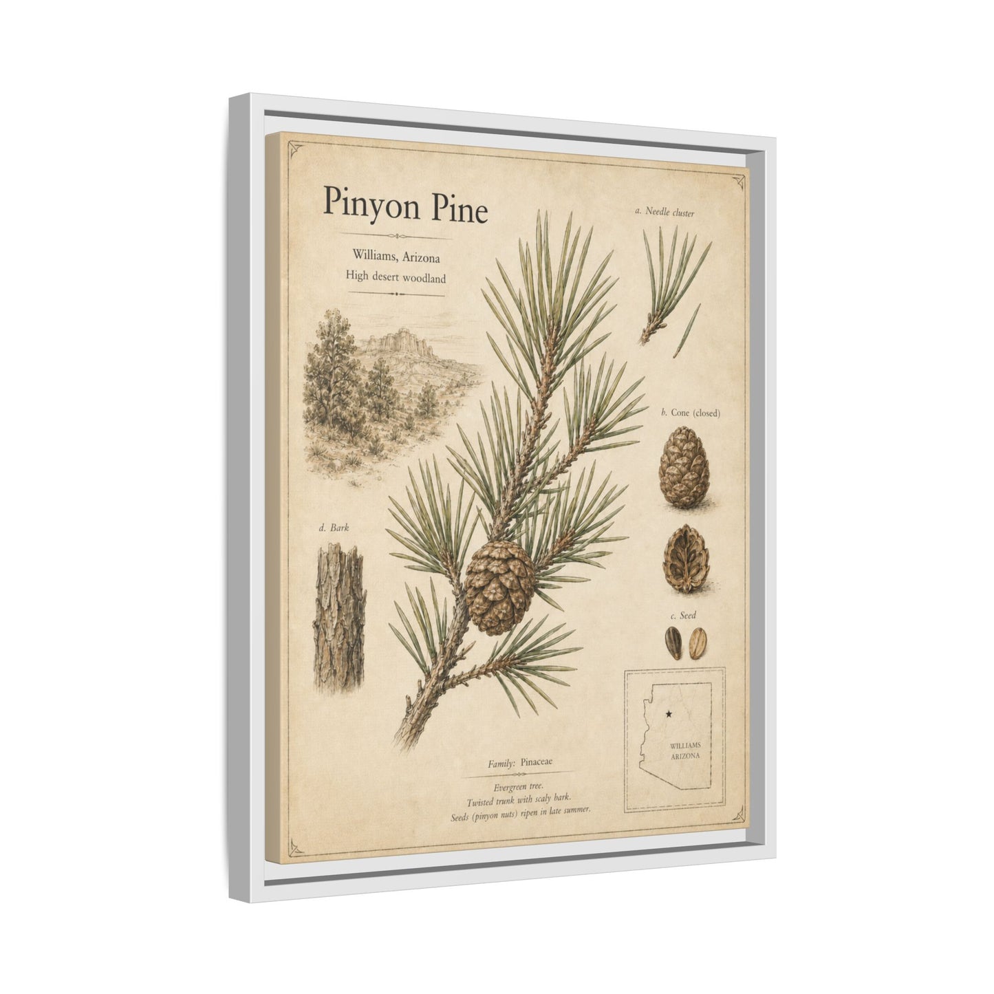 Pinyon Pine Botanical Print — Framed Matte Canvas Wall Art