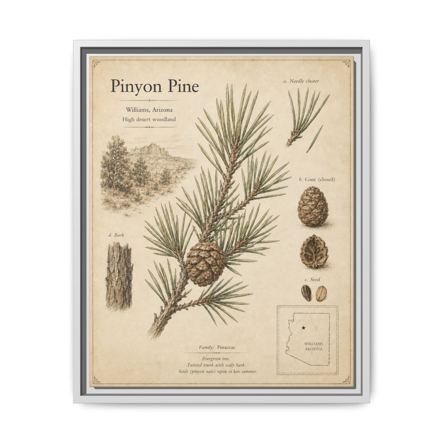 Pinyon Pine Botanical Print — Framed Matte Canvas Wall Art