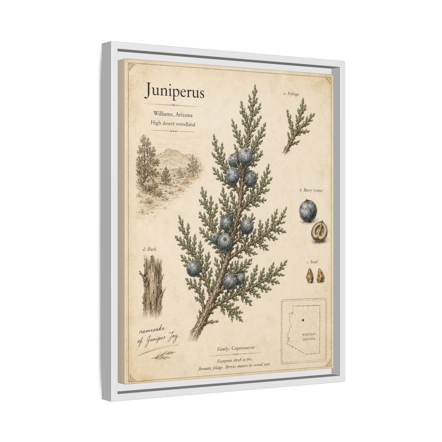 Juniperus Botanical Print — Framed Matte Canvas Wall Art