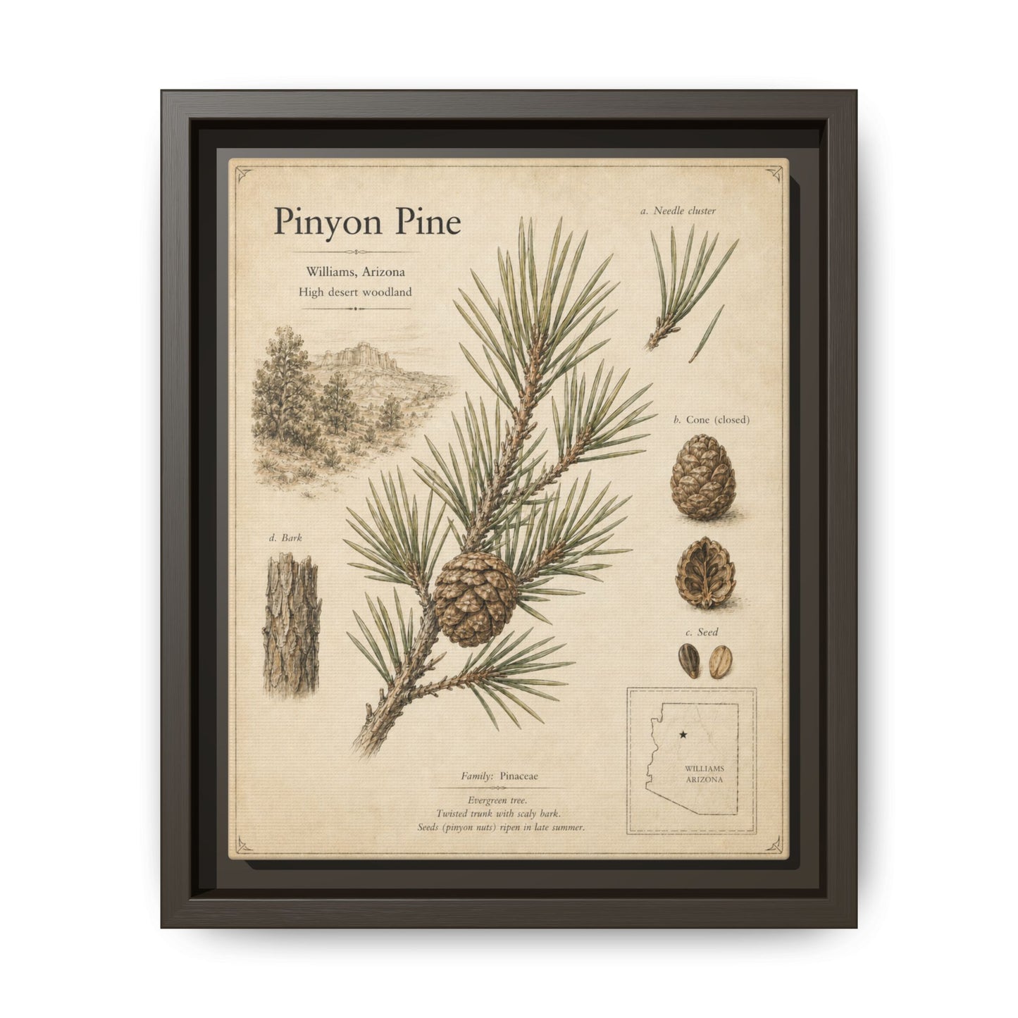 Pinyon Pine Botanical Print — Framed Matte Canvas Wall Art