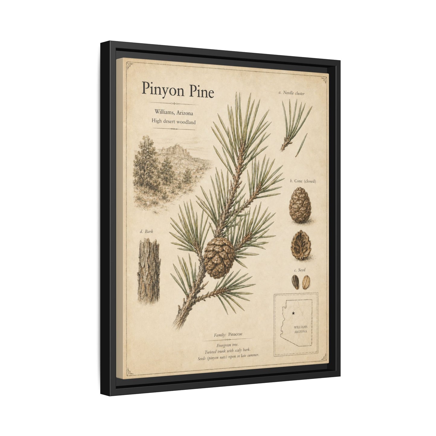 Pinyon Pine Botanical Print — Framed Matte Canvas Wall Art