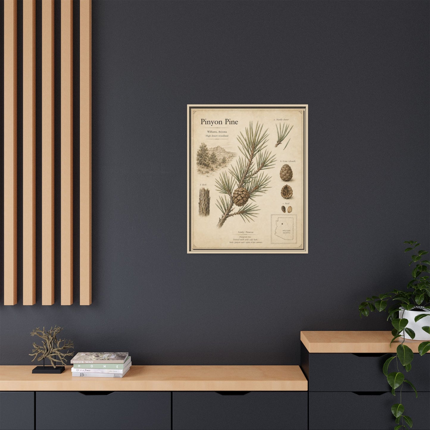 Pinyon Pine Botanical Print — Framed Matte Canvas Wall Art