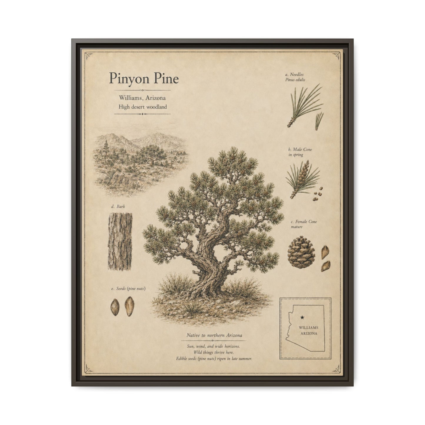 Pinyon Pine Botanical Print - Framed Matte Canvas Wall Art