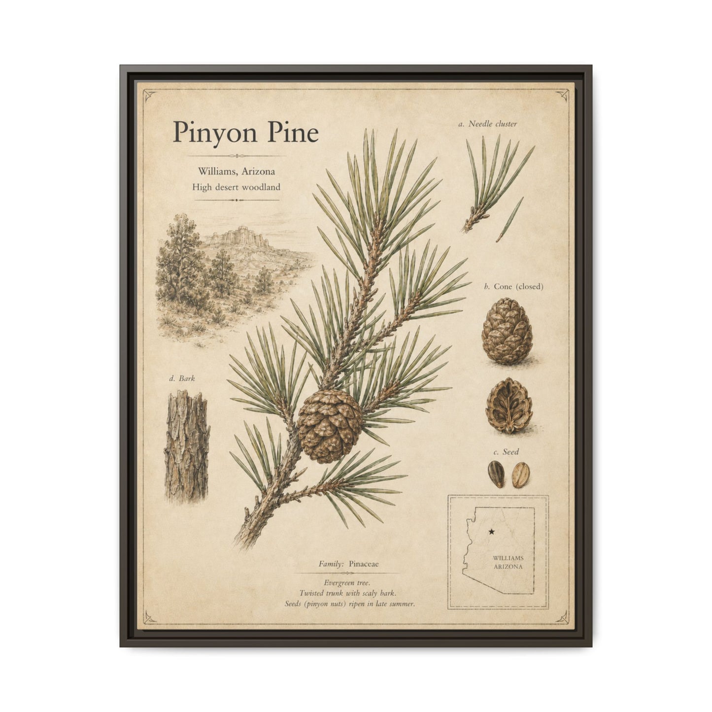 Pinyon Pine Botanical Print — Framed Matte Canvas Wall Art
